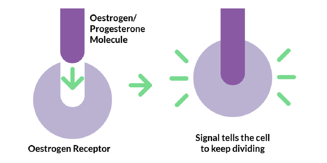 What do hormone receptors do in aBC image